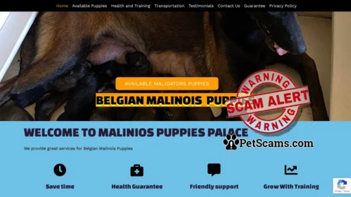 Scam Website: Belgian Malinois Puppies for Sale - Your Perfect Companion! Puppy