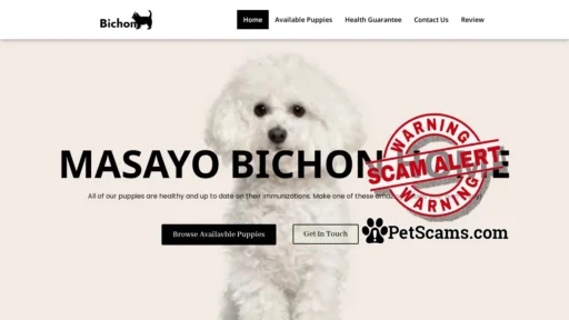Scam Website: Masayo Bichon Home – Bichon Frise Puppies
