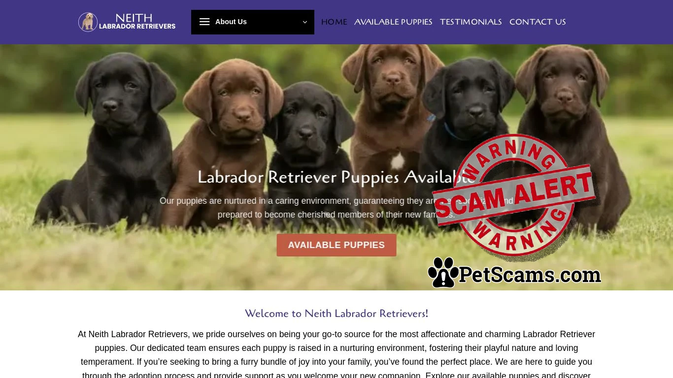 is Neith Labrador Retrievers – Labrador Retriever puppies for sale legit? screenshot