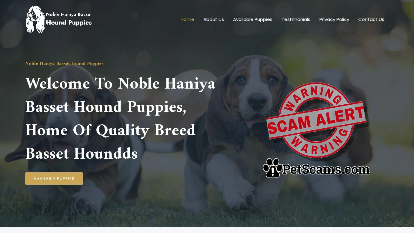 is Noble Haniya Basset Hound Puppies legit? screenshot