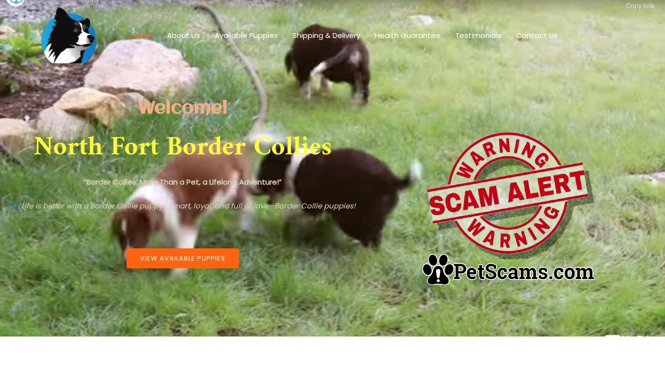 is North Fort Border Collies legit? screenshot