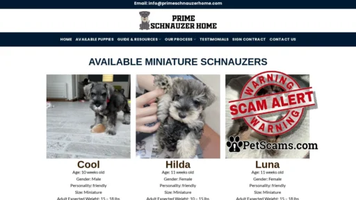Scam Website: Prime Schnauzer Home – Adopt A Schnauzer Puppy