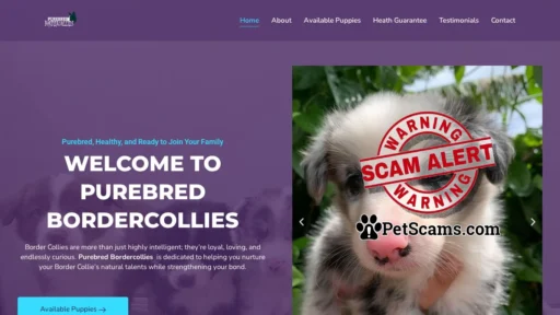 Scam Website: Buy Bordercollie Puppies USA- Purebred Bordercollies