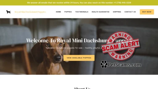Scam Website: Royal Mini Dachshund Puppies – Pure breed puppies