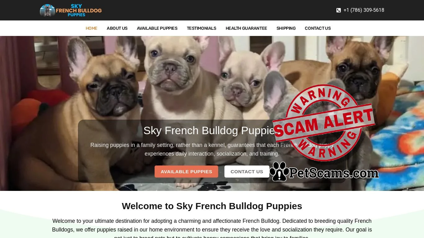 is Sky French Bulldog Puppies – Teacup French Bulldog Puppies for sale online legit? screenshot