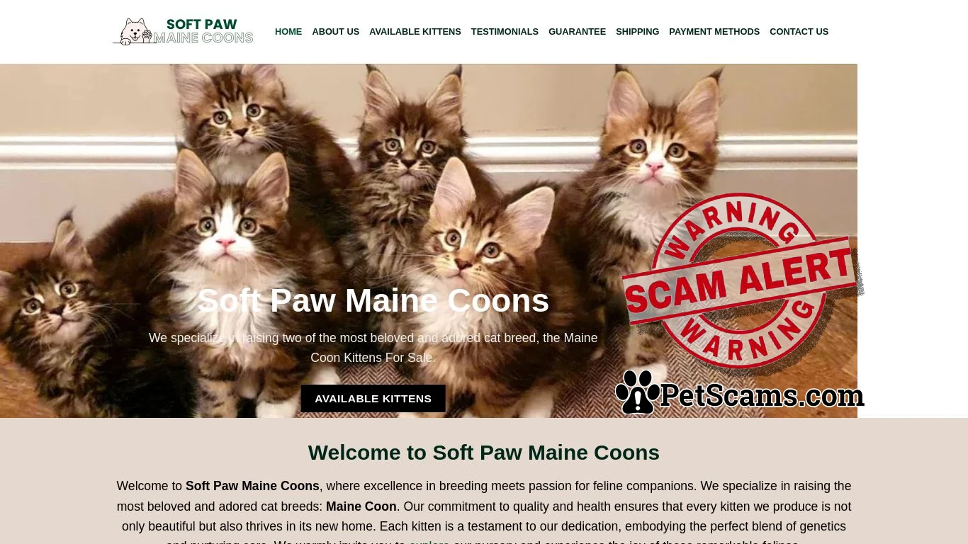 is Maine Coon kittens for sale, Mianecoon For Sale, Buy Maine coon legit? screenshot