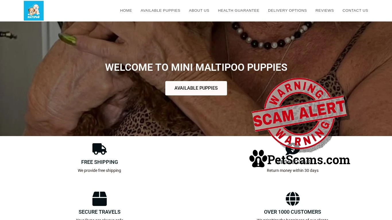 is SUPER MALTIPOO PUPS FOR ADOPTION – BEST BREEDER legit? screenshot