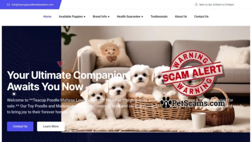 Scam Website: Teacup Poodle Maltese Love Home – Micro Poodles & Maltese Puppies for sale