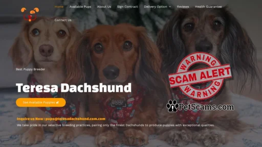Scam Website: Teresa Dachshund – Pups for sale