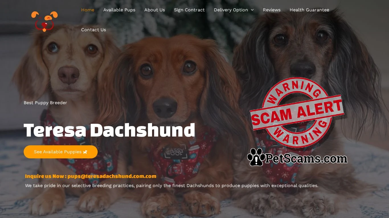 is Teresa Dachshund – Pups for sale legit? screenshot