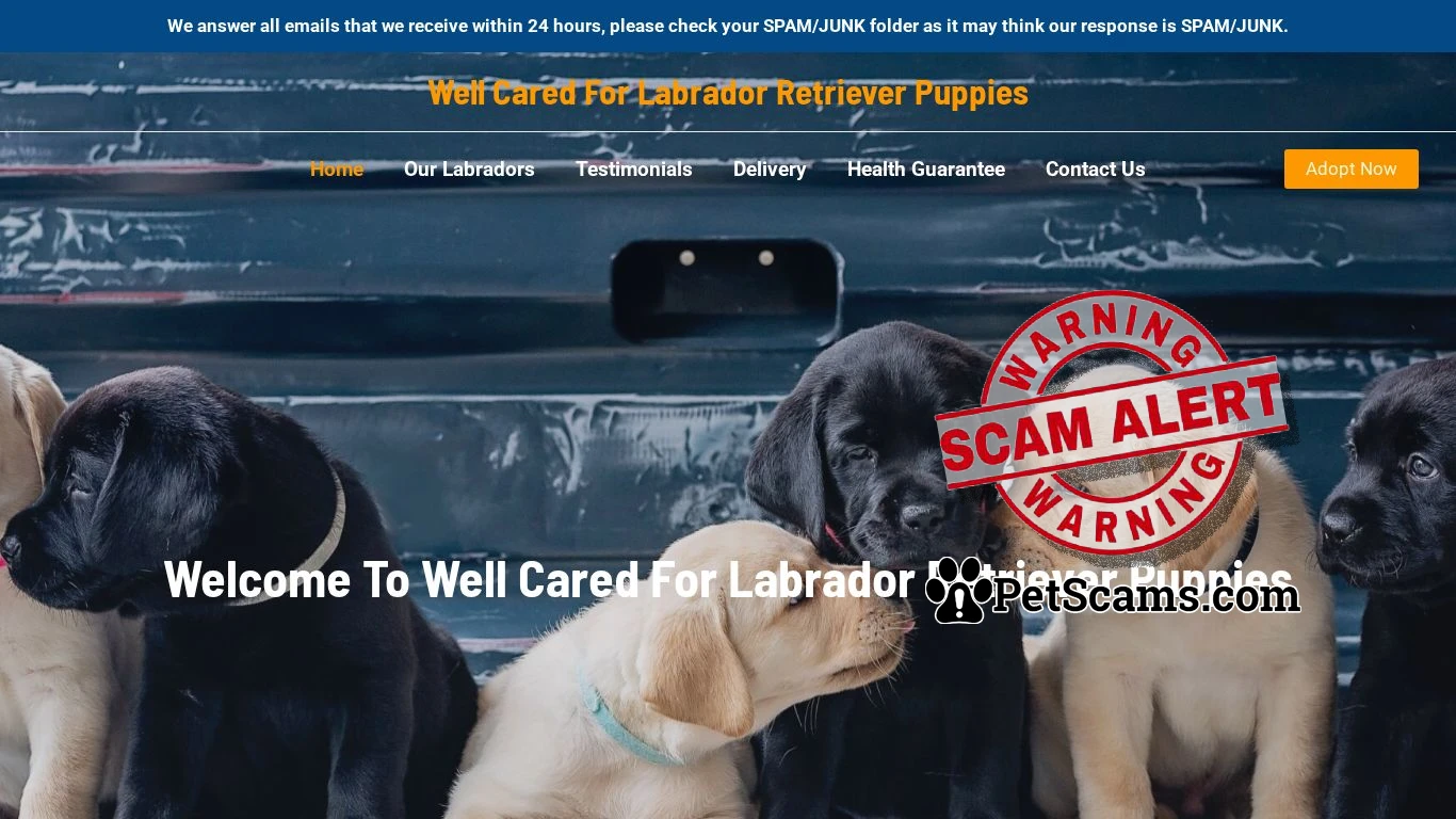 is Well Cared For Labrador Retriever Puppies – Purebred Labrador Retrievers For Sale legit? screenshot