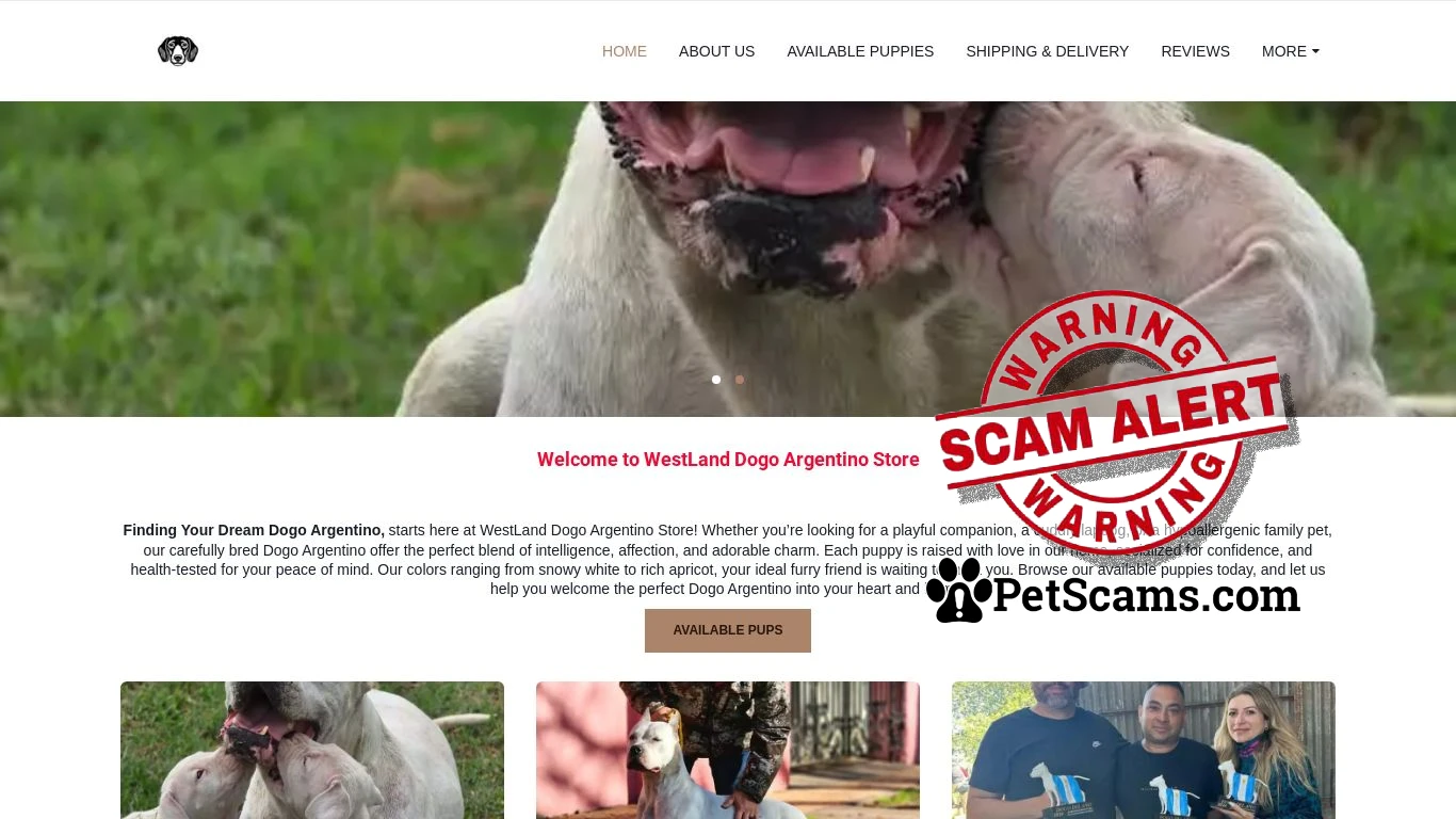is Dogo Argentino for adoption legit? screenshot