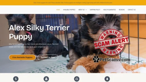 Scam Website: Silky Terrier Puppies For Sale - Alex Market Place
