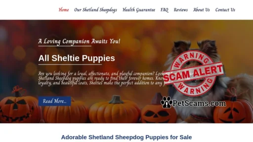Scam Website: All Sheltie Pups – Sheltie Puppies For Sale