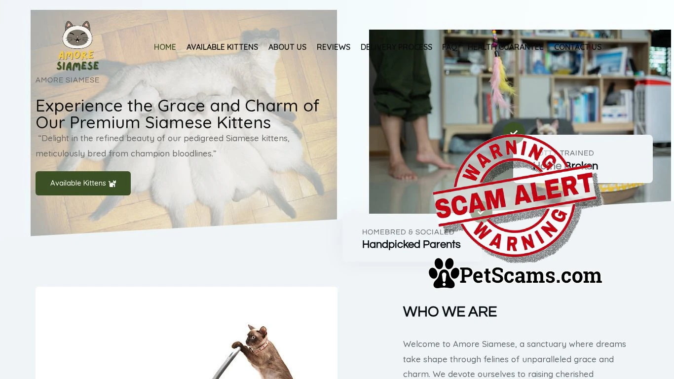 is Amore Siamese – Amore Siamese legit? screenshot