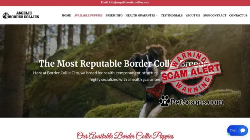 Scam Website: Angelic Border Collies – Cute Border Collie Puppies For Sale