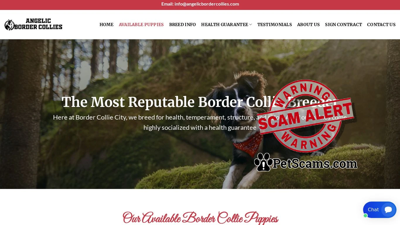 Scam Website: Angelic Border Collies – Cute Border Collie Puppies For Sale