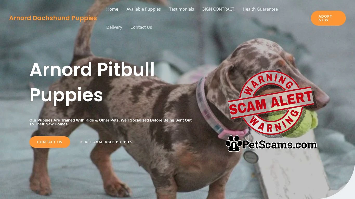 is Arnord Dachshund Puppies – Purebred Dachshund Puppies For Sale legit? screenshot