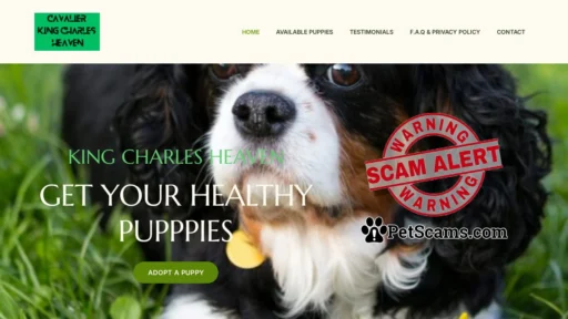Scam Website: CAVALIER KING CHARLES HEAVEN – Providing healthy Cavalier King Charles puppies.