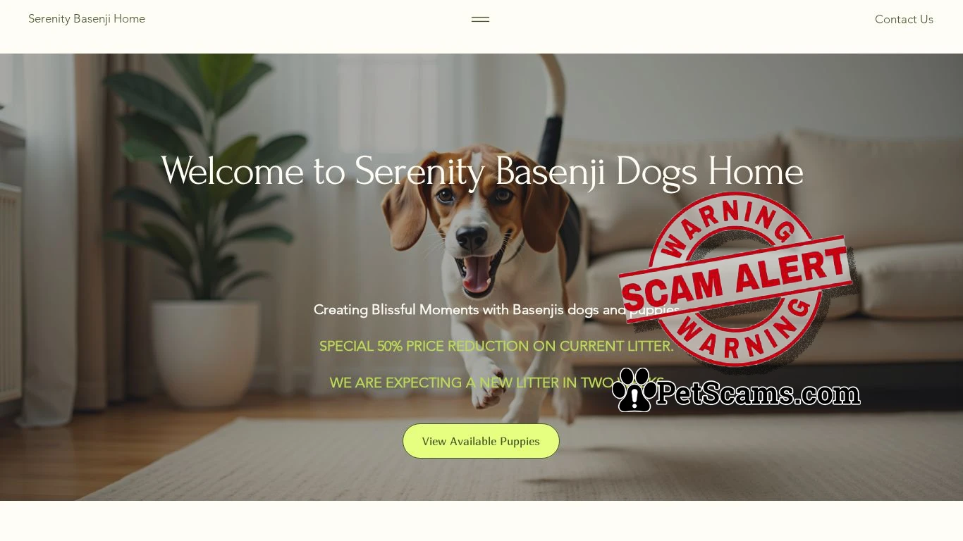 is Serenity Basenji dog puppies Home | Basenji dog puppies legit? screenshot