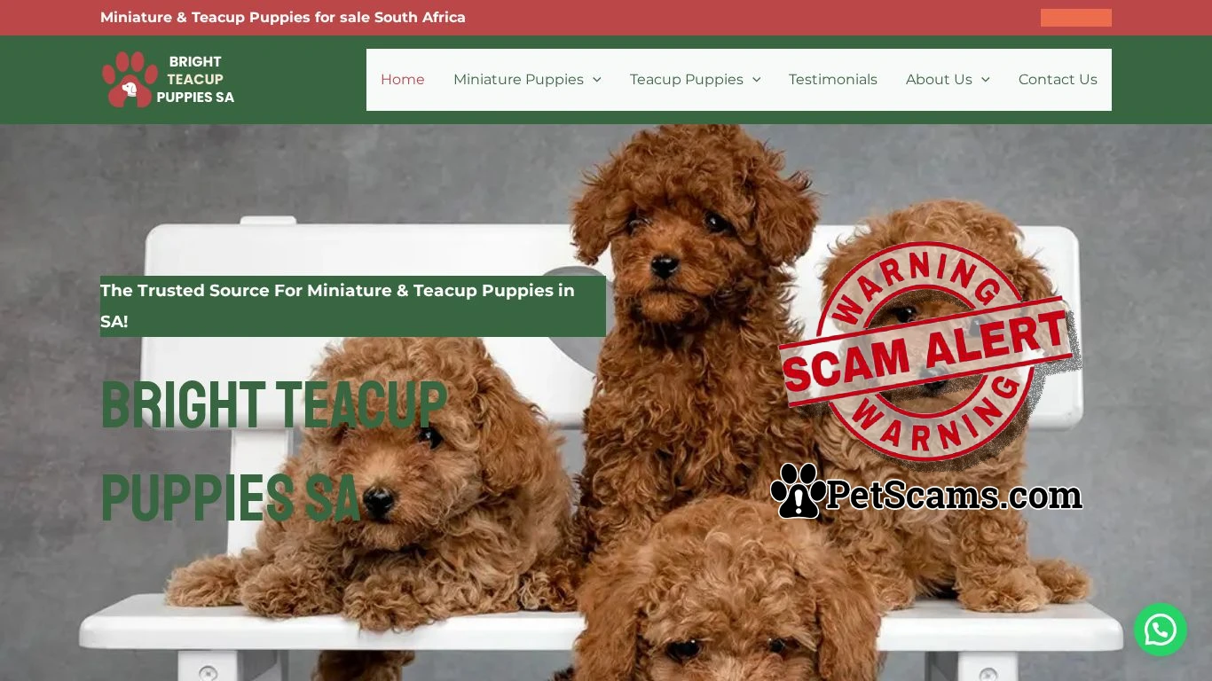 is Premium Teacup Puppies for Sale | Bright Teacup Puppies SA legit? screenshot