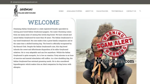 Scam Website: Charming Italian greyhound – Licensed Italian greyhound Breeders