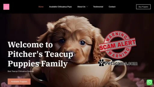 Scam Website: Pitcher's Teacher Chihuahua Breeder Home – Chihuahua Puppy Breeder