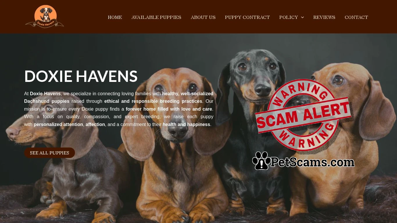 is Doxie Havens – Buy Doxie pups online legit? screenshot