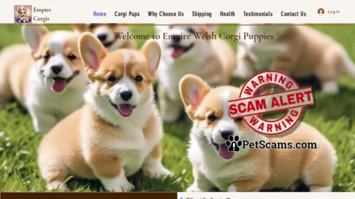 Scam Website: Welsh Corgi Puppies For Sale | Playful Elegance and Endearing Charm