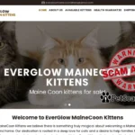 everglow mainecoon kitten s com