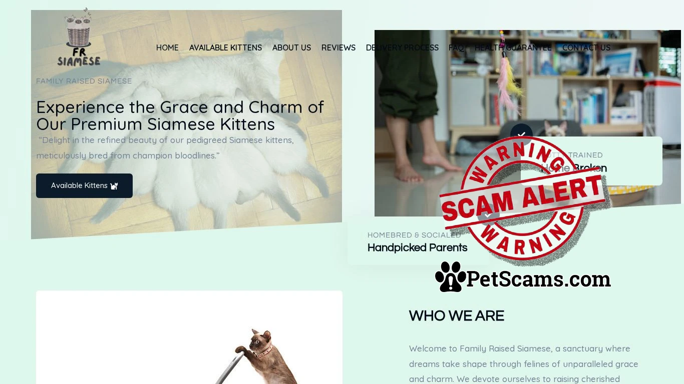 is Family Raised Siamese – Family Raised Siamese legit? screenshot