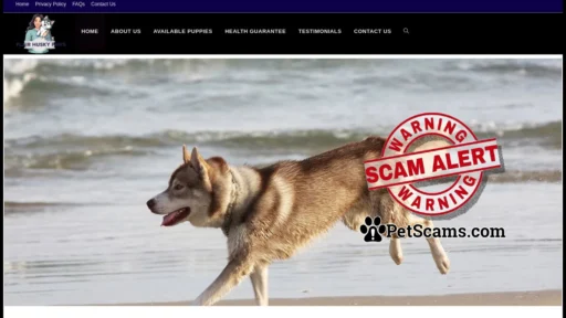 Scam Website: Siberian Husky Puppies For Sale – Siberian Husky Puppies For Sale In Usa