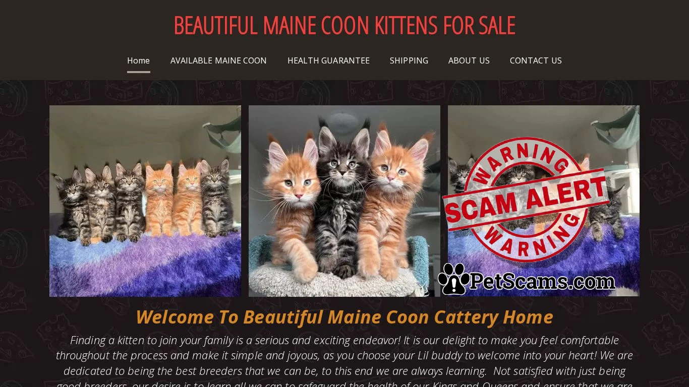 is Fluffy Maine Coon Kittens and Cats For Sale legit? screenshot