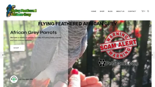 Scam Website: Flying Feathered African Grey