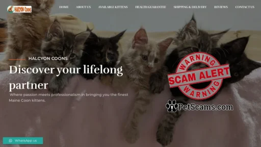 Scam Website: Halcyon Coons – Find your perfect Maine Coon