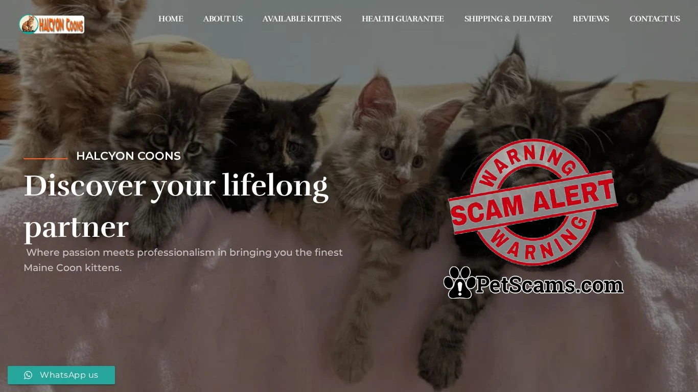 is Halcyon Coons – Find your perfect Maine Coon legit? screenshot
