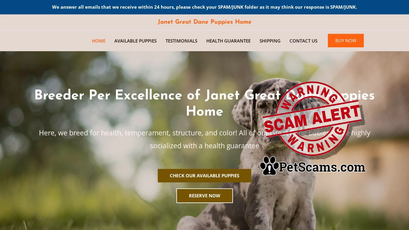 is Janet Great Dane Puppies Home – Great Dane Puppies For Sale legit? screenshot