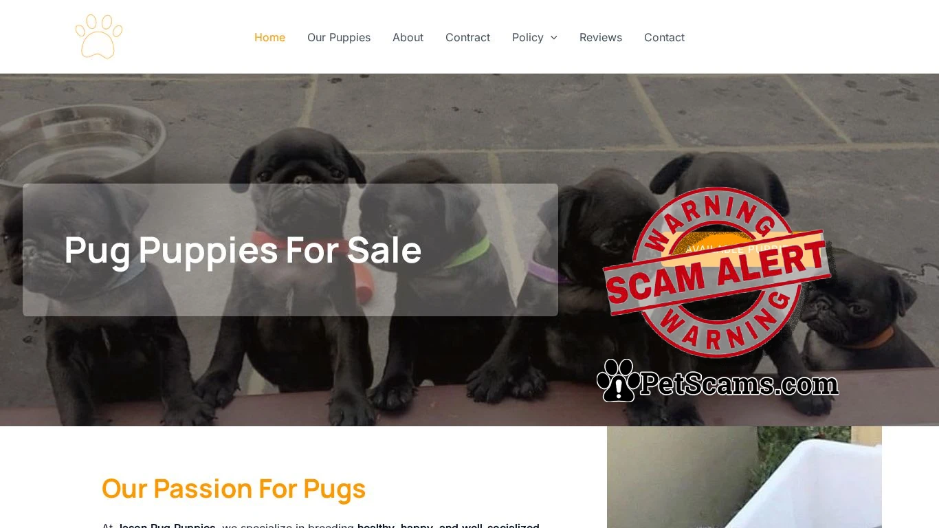 is Jason Pug Puppies – Buy puppies online legit? screenshot
