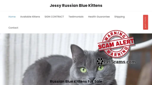 Scam Website: Jessy Russian Blue Kittens – Russian Blue Kittens For Sale