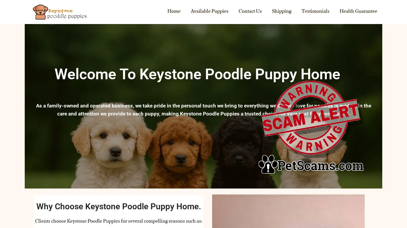 is Keystone Poodle Puppies – Adorable Poodle Puppies for Sale legit? screenshot