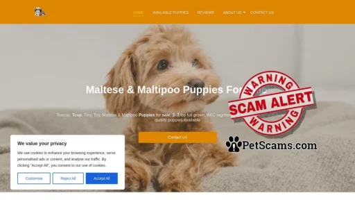 Scam Website: maltipoo puppies for sale – adopt healthy maltase multipoo
