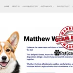 matthewwelsh corgi com