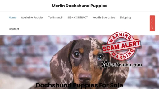 Scam Website: Merlin Dachshund Puppies – Dachshund Puppies For Sale