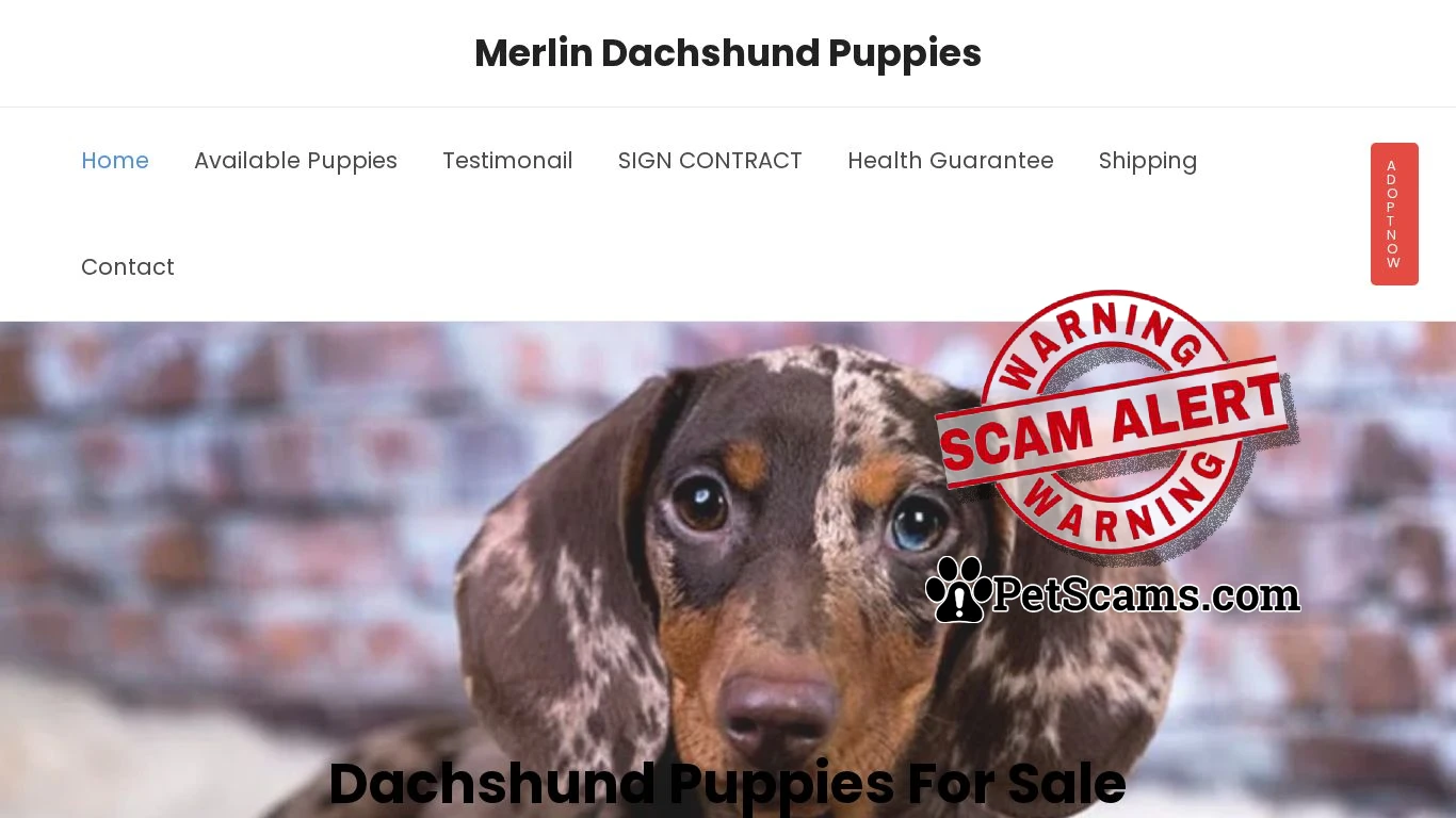 is Merlin Dachshund Puppies – Dachshund Puppies For Sale legit? screenshot