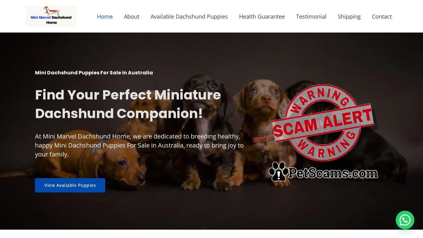 is Buy Mini Dachshund Puppies – Buy Mini Dachshund Puppies legit? screenshot