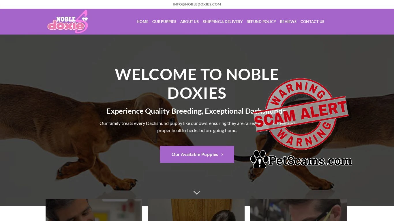 is Noble Doxies – Buy mini dachshund puppies in Australia legit? screenshot