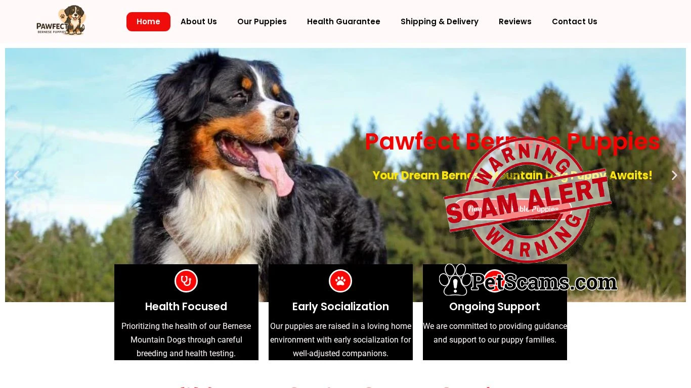 is pawfectbernesepuppies.com legit? screenshot