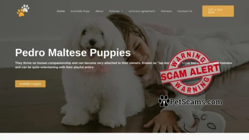 Scam Website: Pedro Maltese Puppies – Buy Pups online