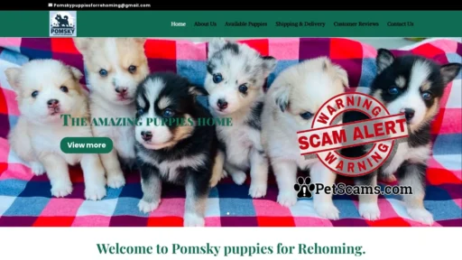 Scam Website: Pomsky Puppies For Rehoming. | Find comfort in A fur companion