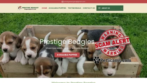 Scam Website: Prestige Beagles – Beagle puppies for sale